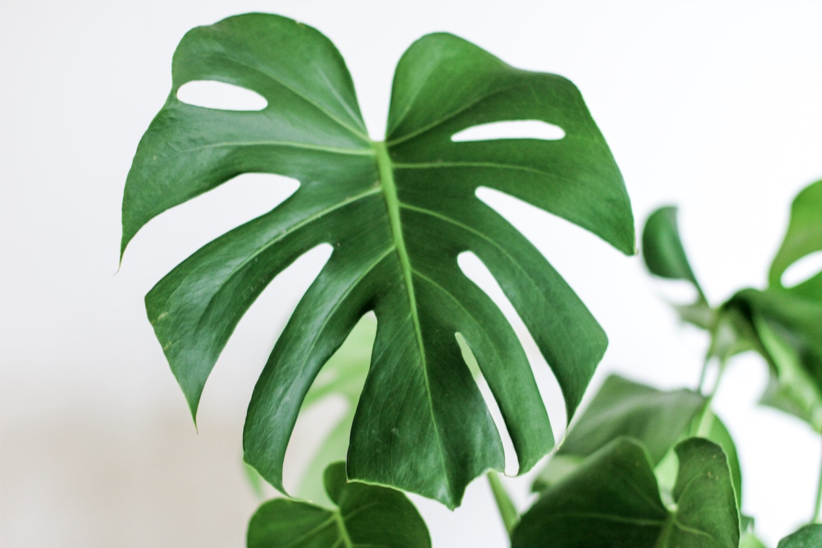 Houseplants to keep away from pets – Ballymena Today