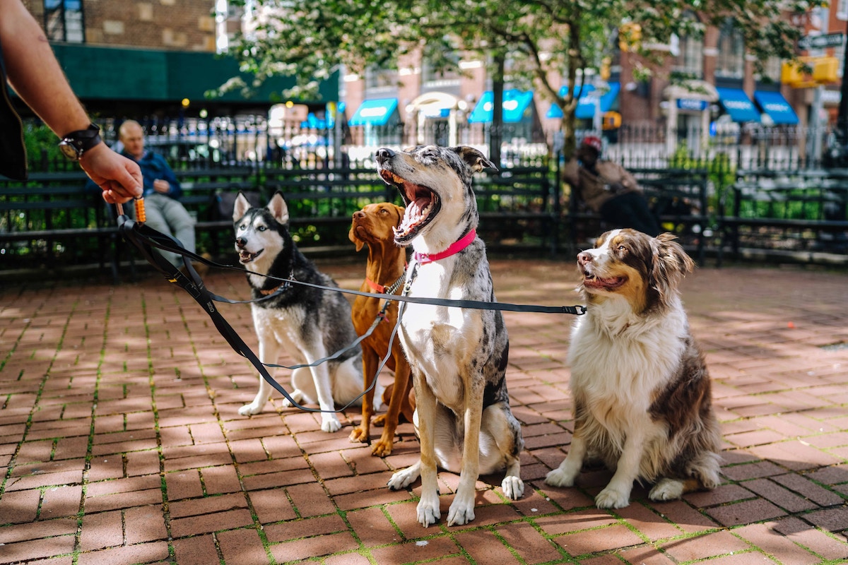 Caring for your dog in hot weather – Ballymena