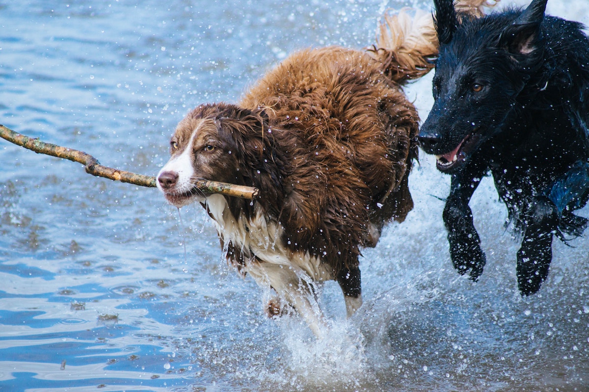 Care for your dog this summer – Ballymena Today