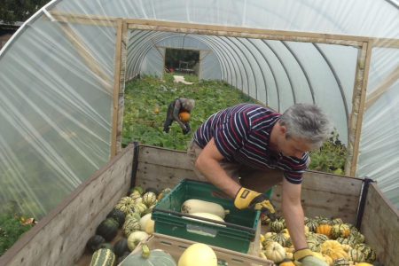 Pumpkin and squash season – Slemish market garden Ballymena