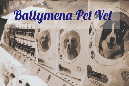 Ballymena Pet Vet – professional and friendly pet healthcare