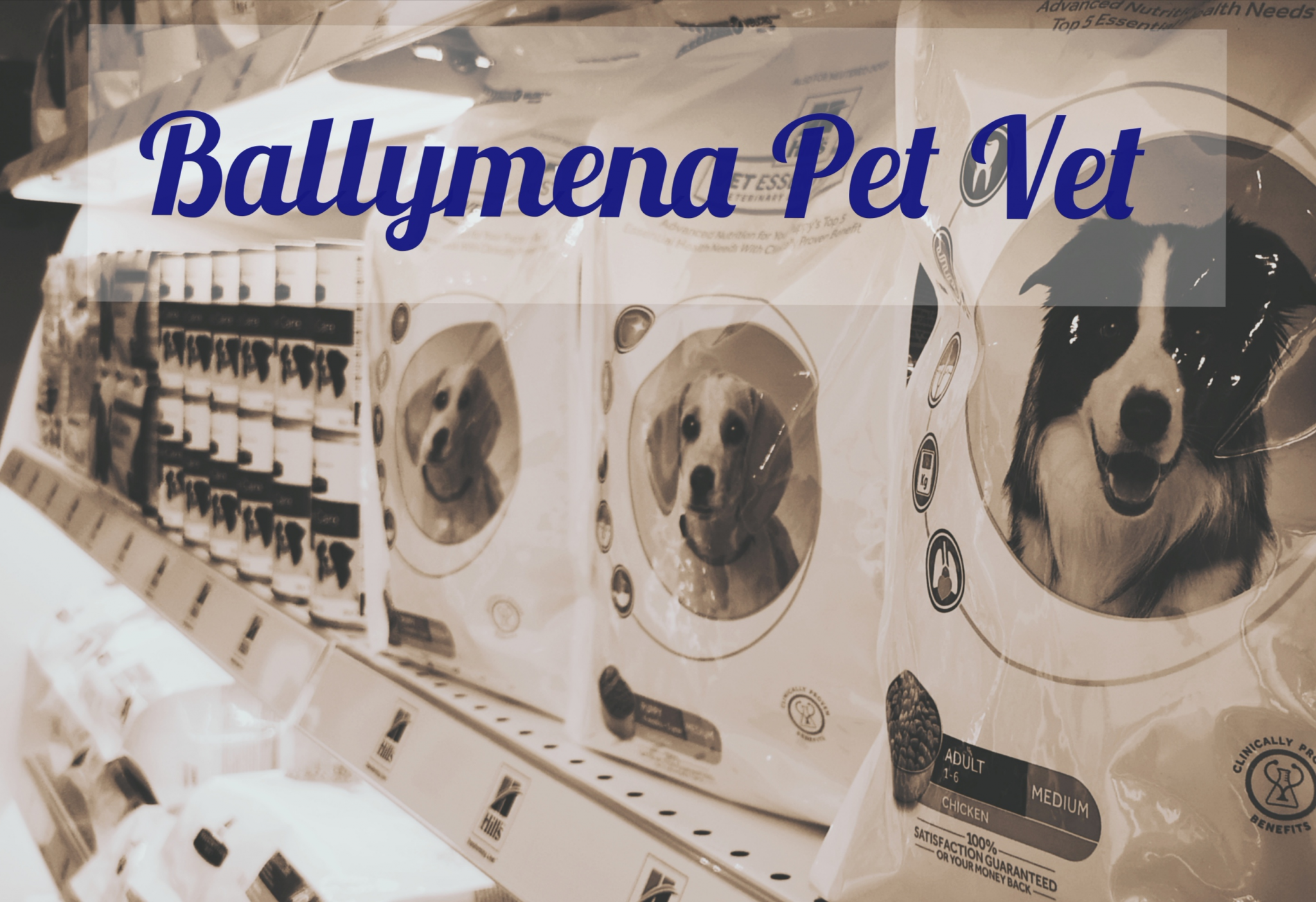 Ballymena Pet Vet – professional and friendly pet healthcare