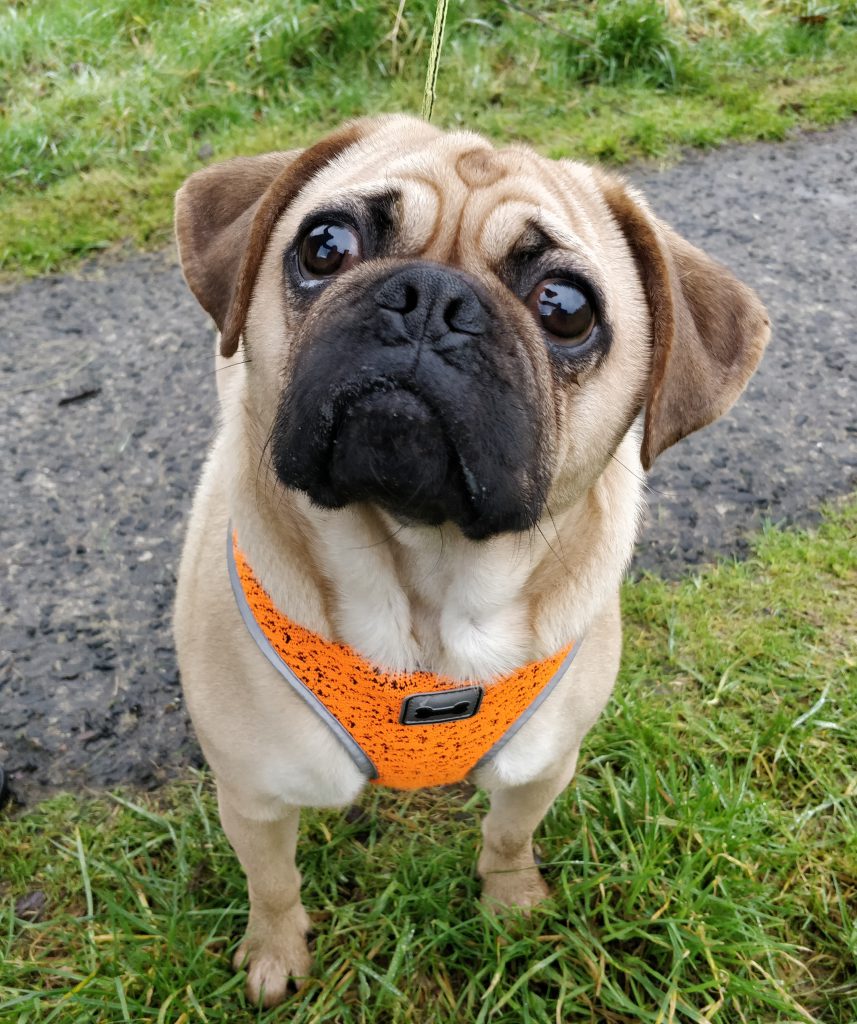 Time for Walkies!! - Dog Walking Ballymena